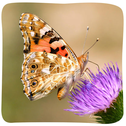 Insect Lore Giant Butterfly Garden with Voucher | 18 Inch Habitat | Life Cycle Figurines Included | Voucher to Redeem 5 Baby Caterpillars Later | Raise Painted Lady Butterflies