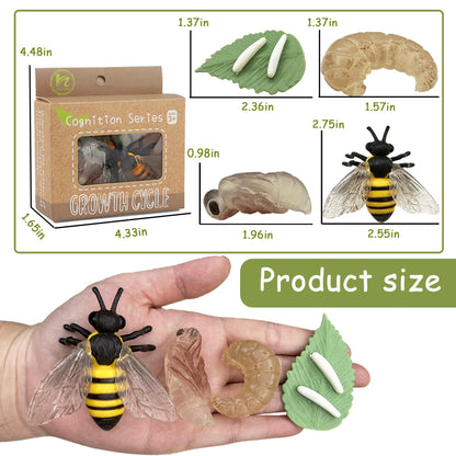 Mbrain 4pcs Bee Growth Cycle with Flash Cards,Life Cycle Learning & Education Toys,Montessori Toys,Gift for Girl & Boy for 3 4 5 6 7 Year Old (Bee)
