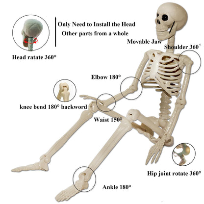 Skeleton Halloween Decorations Outdoor Indoor - 2Pcs 36" 1Pcs 16" Posable Plastic Skeleton, Movable Joints Full Body Bones,Funny Halloween Decor for Party,Porch,Haunted House,Yard, Garden,Graveyard
