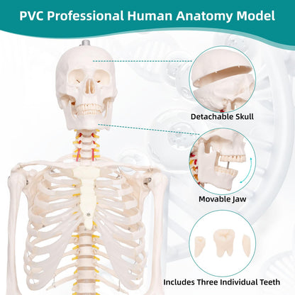 JVVMNJLK Life Size Human Skeleton Model 70.8" with Bendable Spine,Flexible Skeleton Anatomy Model W/Nervous System & Carotid Artery, Medical PVC Posable Skeleton on Rolling Stand for Study & Display