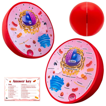 Merhoff & Larkin Animal & Plant Cell Cross Sectional Foam Models Bundle | Great for Classroom Learning, Teaching & STEM Kits | Clearly Labeled Organelles | Useful for Biology, Anatomy & Scie
