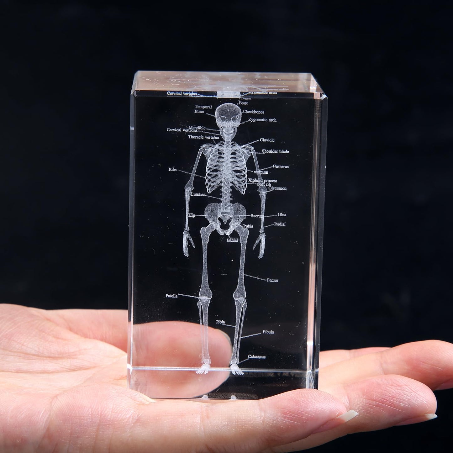 3D Human Skeleton Crystal Model Skeletal Anatomical Model for Home and Office Decoration, Unique Gift for Doctors and Students