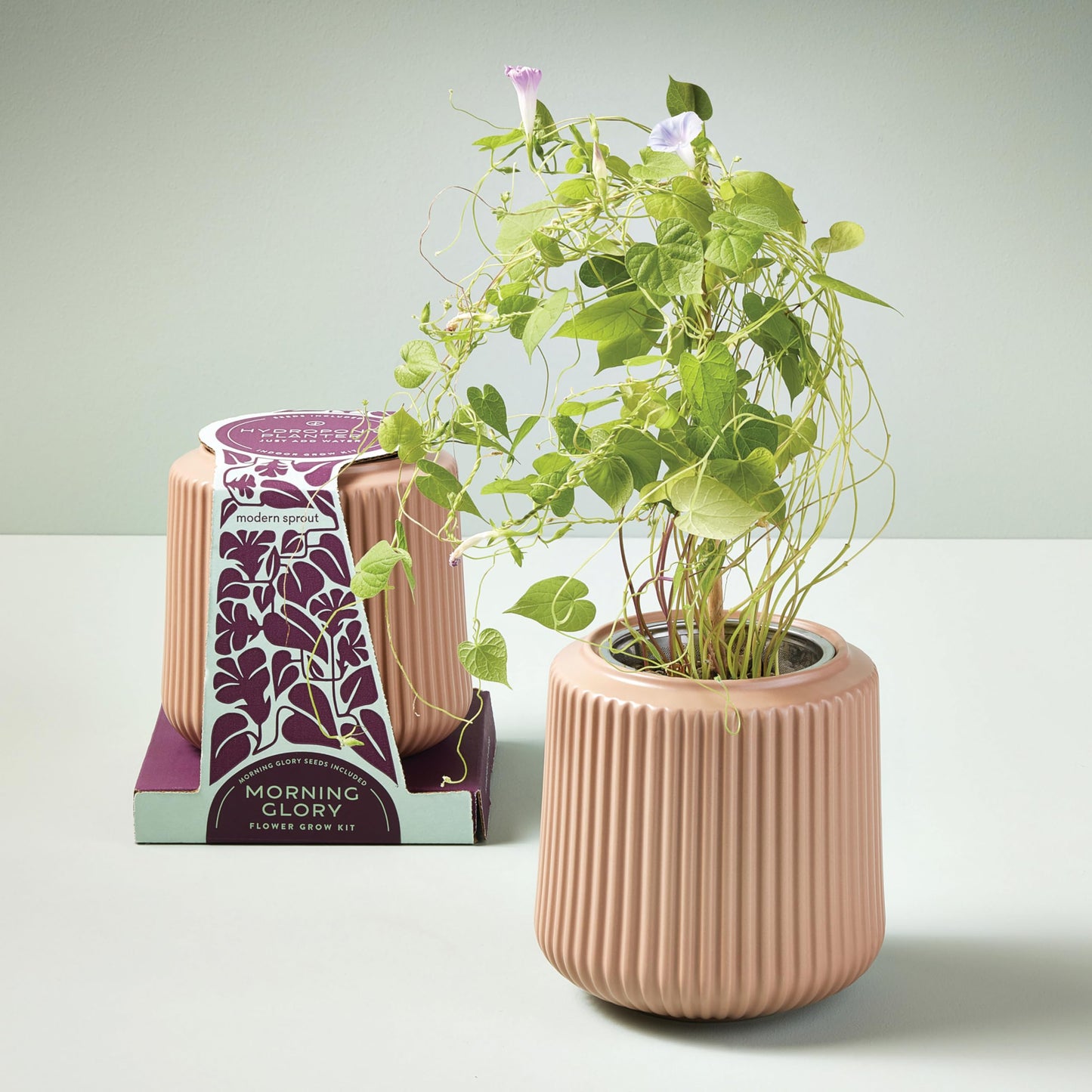 Modern Sprout Flower Grow Kit - Ceramic Planter with Indoor Hydroponics Growing System Kit Ideal for Living Room Decor - Unique Gardening Gifts - Morning Glory Self Watering Flower Planting Kit