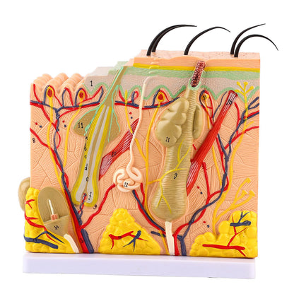 Akozon 50X ThreeDimensional Human Skin Magnified Model, Detailed Skin Anatomy Display, Educational Biology Laboratory Teaching Aid for Teachers and Students