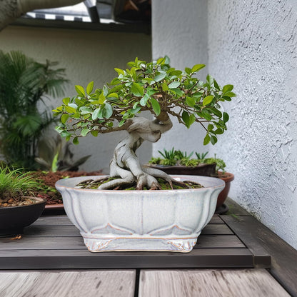 Teagas 13.2 Inch Succulent Pots - Ceramic Bonsai Tree Pots with Drainage Hole, Shallow Succulent Planters for Indoor Plants Outdoor, Decorative Flower Pot, Home Decor, Plant Lover Gifts, Oval Grey