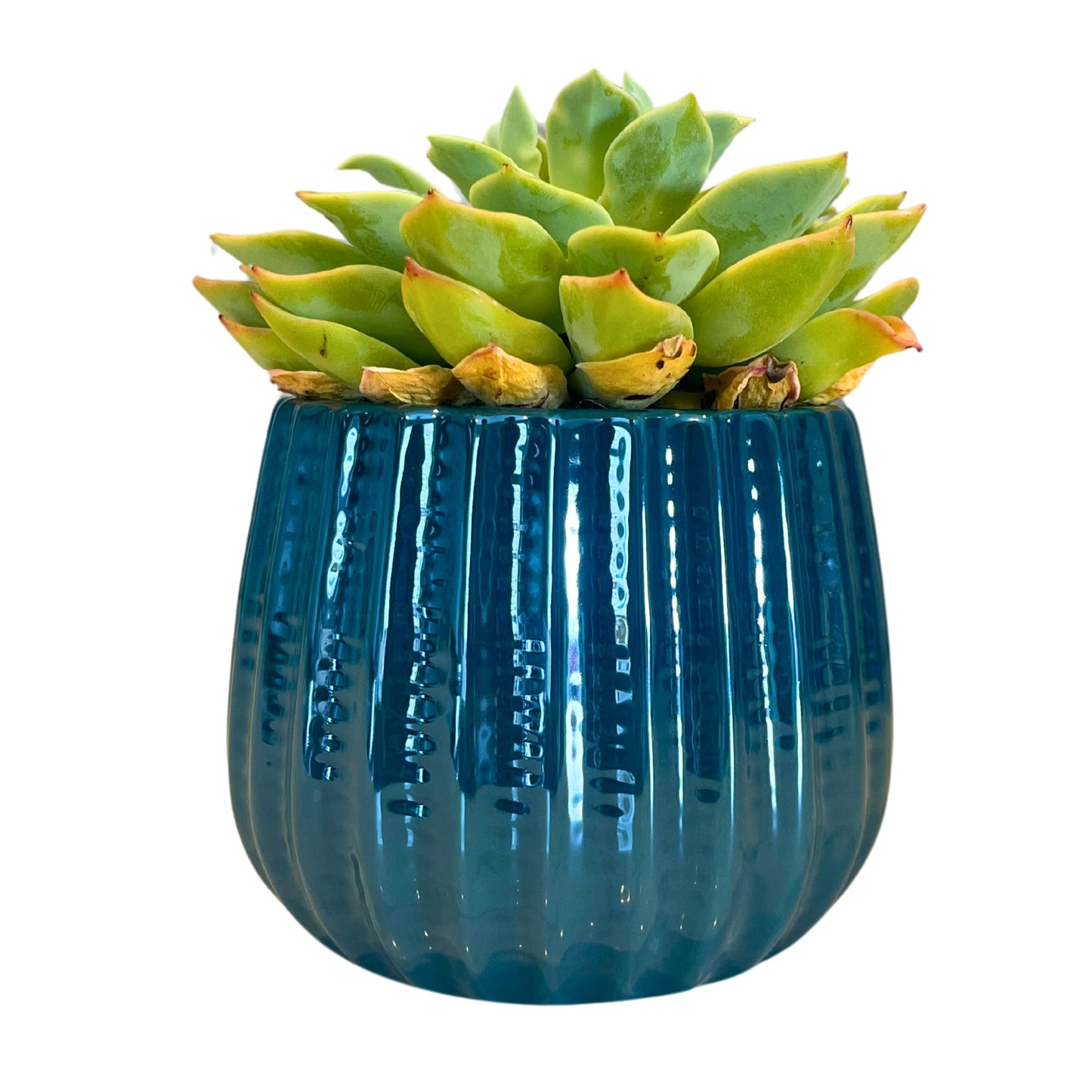 Admired By Nature 4" Ceramic Flower Planter Pot Decorative Planter for Indoor Plant Succulent Home Décor, Lightweight, Turquoise