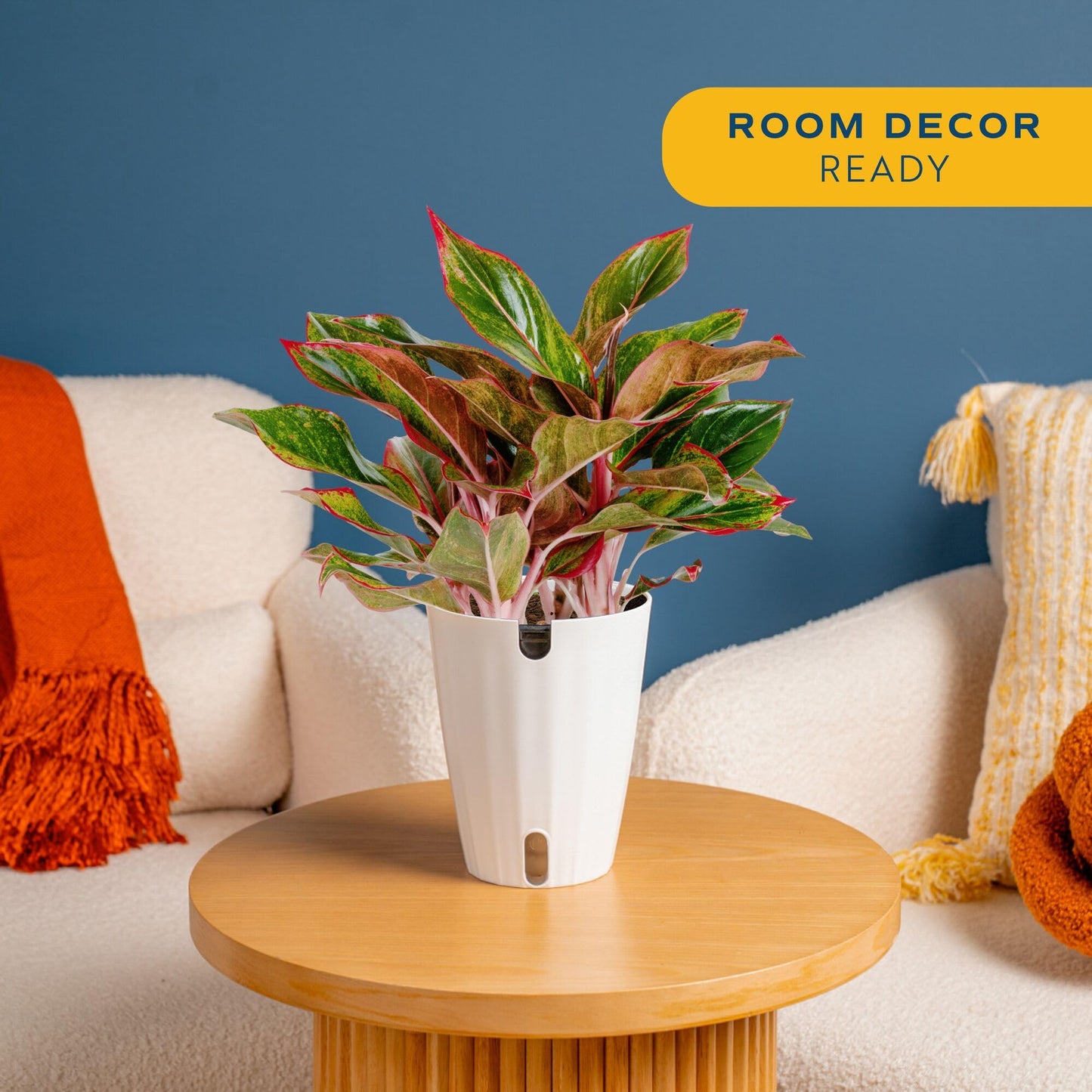 Costa Farms Red Chinese Evergreen Live Indoor Plant, Easy Care Houseplant in Modern Decor Planter, Excellent Housewarming Gift, Unique Home Decor, Room Décor, 15-Inches Tall