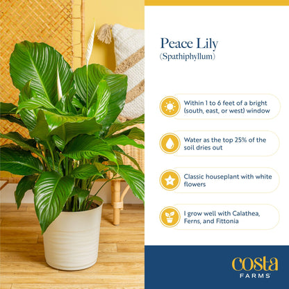 Costa Farms Peace Lily Live Plant in Decorative Pot, Air Purifying Flowering Indoor Houseplant, Perfect for Home, Room, or Office Decor, Great House Warming or Birthday Gift, 14-24 Inches Tall