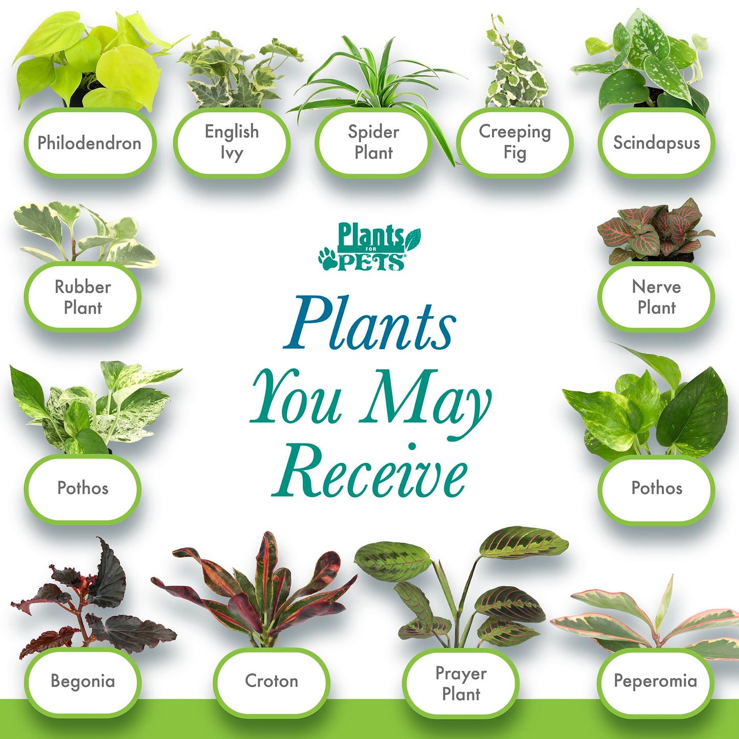 Easy to Grow Houseplants (6PK), Live House Plants in Plant Containers, Growers Choice Plant Set in Planters with Potting Soil Mix, Home Decor Planting Kit or Outdoor Garden Gifts by Plants for Pets