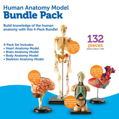 Learning Resources Anatomy Models Bundle Set - Skeleton and Physiology, Human Body Model , Science Classroom Must Haves, Biology Teacher Supplies, Interactive Homeschool Projects, Montessori