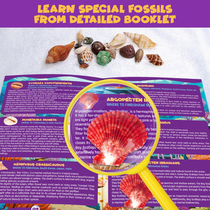 PIBEX Ocean Fossil Dig Kit, Dig up 20+ Real Shells & Seasnails, STEM Educational Activity Set Sea Creatures Excavation Toy for Kids, Marine Biology Geology Science Kit, Gift for Boys and Girls Age 6+