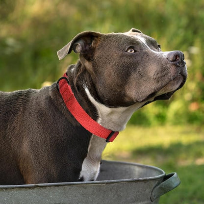 Mile High Life Soft & Strong Poly Cotton Collar - Adjustable with Quick Release Buckle for Small to Large Dogs, Red