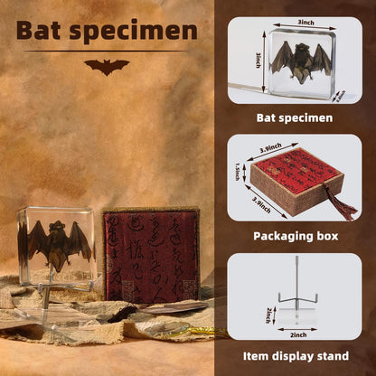 Taxidermy Bat, Real Bat Specimens Animal Specimen in Resin with Acrylic Base Display Stand for Science Classroom Science Education.Gothic Gift for Fans of Taxidermy, Animal Skull, Oddities, Biology