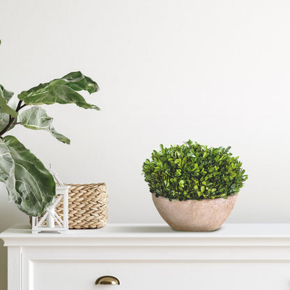 Nearly Natural 12in. Boxwood Preserved Plant in Oval Planter