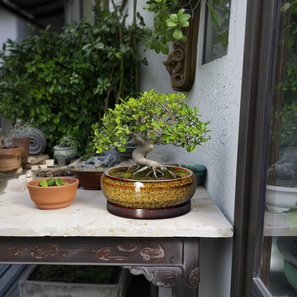 EPFamily Succulent Planters 8 Inch - Ceramic Bonsai Pots with Drainage Hole and Tray, Shallow Plant Pot Indoor Outdoor, Round Succulent Pots, Planter Bowl, Porch Decor, Housewarming Gifts, Yellow