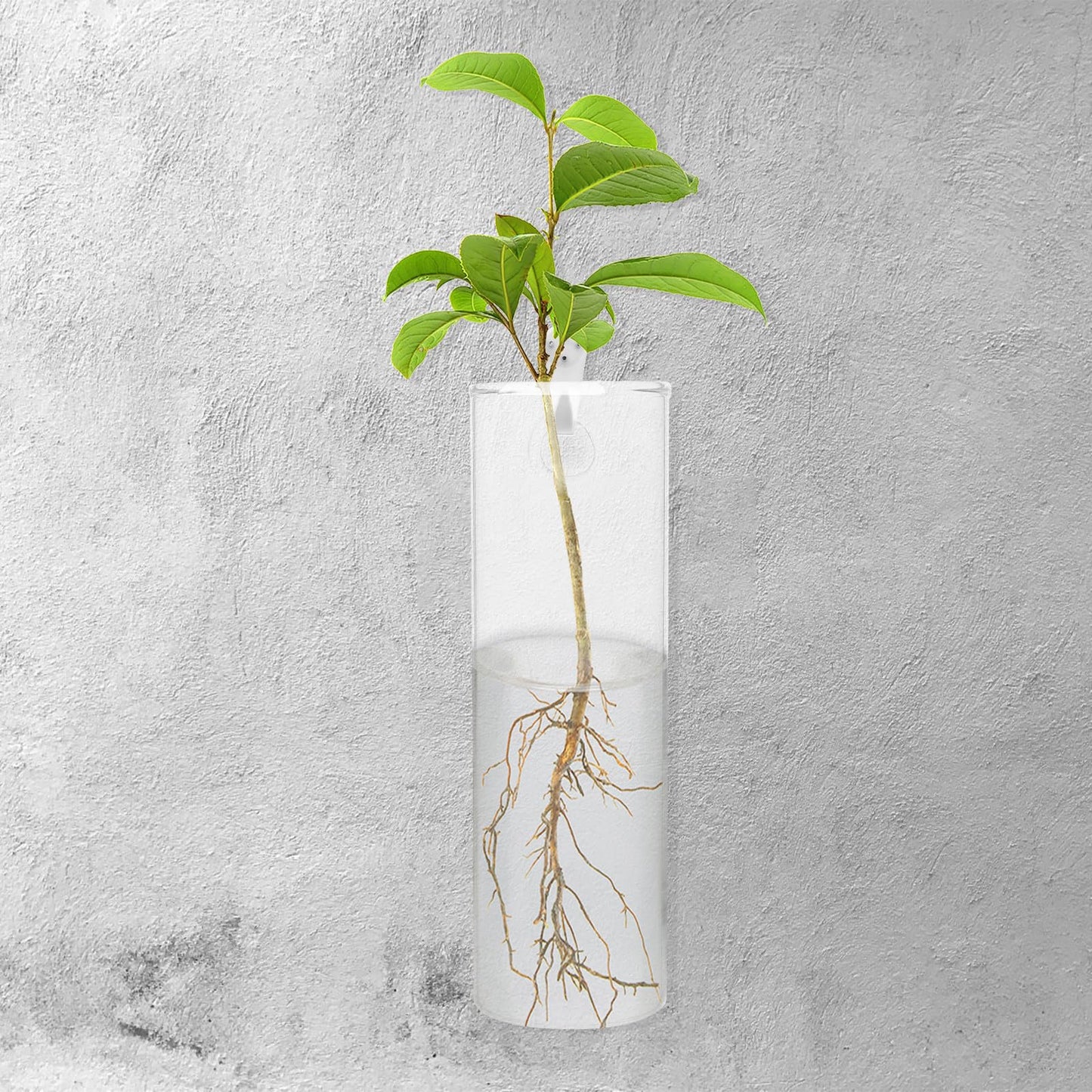 COHEALI Wall Hanging Glass Terrarium Vase with Adhesive Gel, Tall Hydroponic Planter for Indoor Plants, Modern Cylindrical Glass Flower Tube for Home Décor