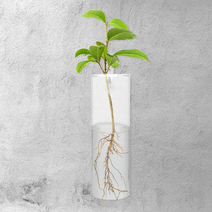 LALAFINA Wall-Mounted Hydroponic Glass Vase Set, Tall Cylindrical Flower Vase Crystal Clay and Invisible Nails, Modern Wall Hanging Terrarium for Indoor Plant Décor