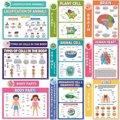 KIDS KING 18 Biology Posters for Classroom, 11x17 Inch Laminated Educational Life Science Posters for Middle & High School Decor - School Hallway, Bulletin Boards, Home Study Room