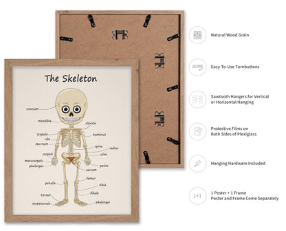 Poster Master The Skeleton Poster - Human Skeleton Print - Learning Materials Art - Science Art - Gift for Students & Teacher - Fun Decor for Classroom, Library or Nursery, 11x14 Beige Framed