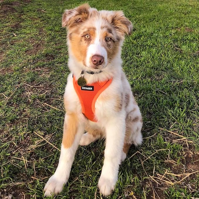 Best Pet Supplies Voyager Step-in Air All Weather Mesh Harness and Reflective Dog 5ft Leash Combo with Neoprene Handle, for Small, Medium and Large Breed Puppies - Orange, X-Small