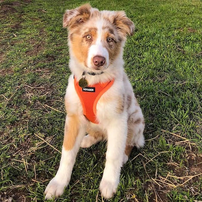 Best Pet Supplies Voyager Step-in Air All Weather Mesh Harness and Reflective Dog 5ft Leash Combo with Neoprene Handle, for Small, Medium and Large Breed Puppies - Orange, Small