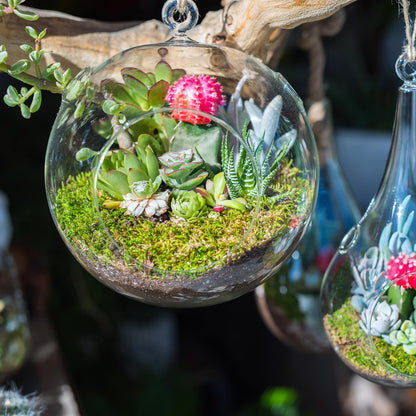 PATIKIL Round Globe Terrarium Air Plant Planter, 4 Inch High Borosilicate Glass Hanging Decorations for Succulent, Tillandsia, Clear