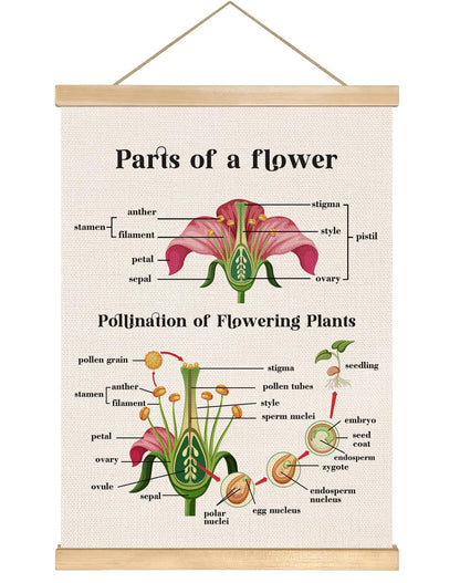 Parts of a Flower Educational Cognitive Poster,14x18.5 Inch Linen Canvas Wall Chart Plants Flower Structure and Pollination Science Learning Decor for Classroom, Homeschool ,Kids Room Decor (Pink-Flower)