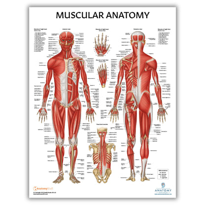 Anatomy Lab Muscular, Skeletal, Ligaments of the Joints, and Spinal Nerves Human Anatomy Poster Set - 4 PACK LAMINATED 17.3 x 22.5 Inches, Body System Bundle, Anatomy and Physiology