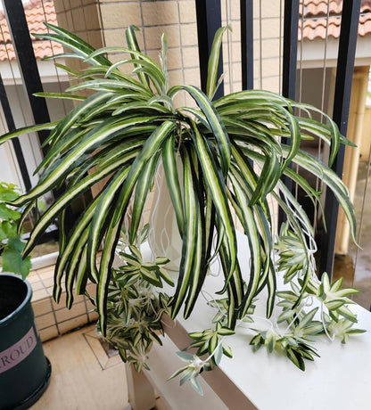 Qingriver 3 Sets Artificial Bracketplant chlorophytum Silk Spider Flowers Bonsai Wall Hanging Plants for Home Decor