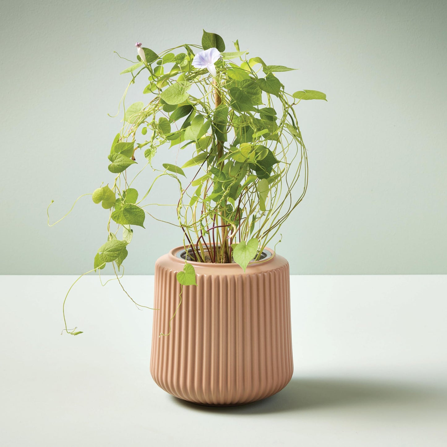 Modern Sprout Flower Grow Kit - Ceramic Planter with Indoor Hydroponics Growing System Kit Ideal for Living Room Decor - Unique Gardening Gifts - Morning Glory Self Watering Flower Planting Kit