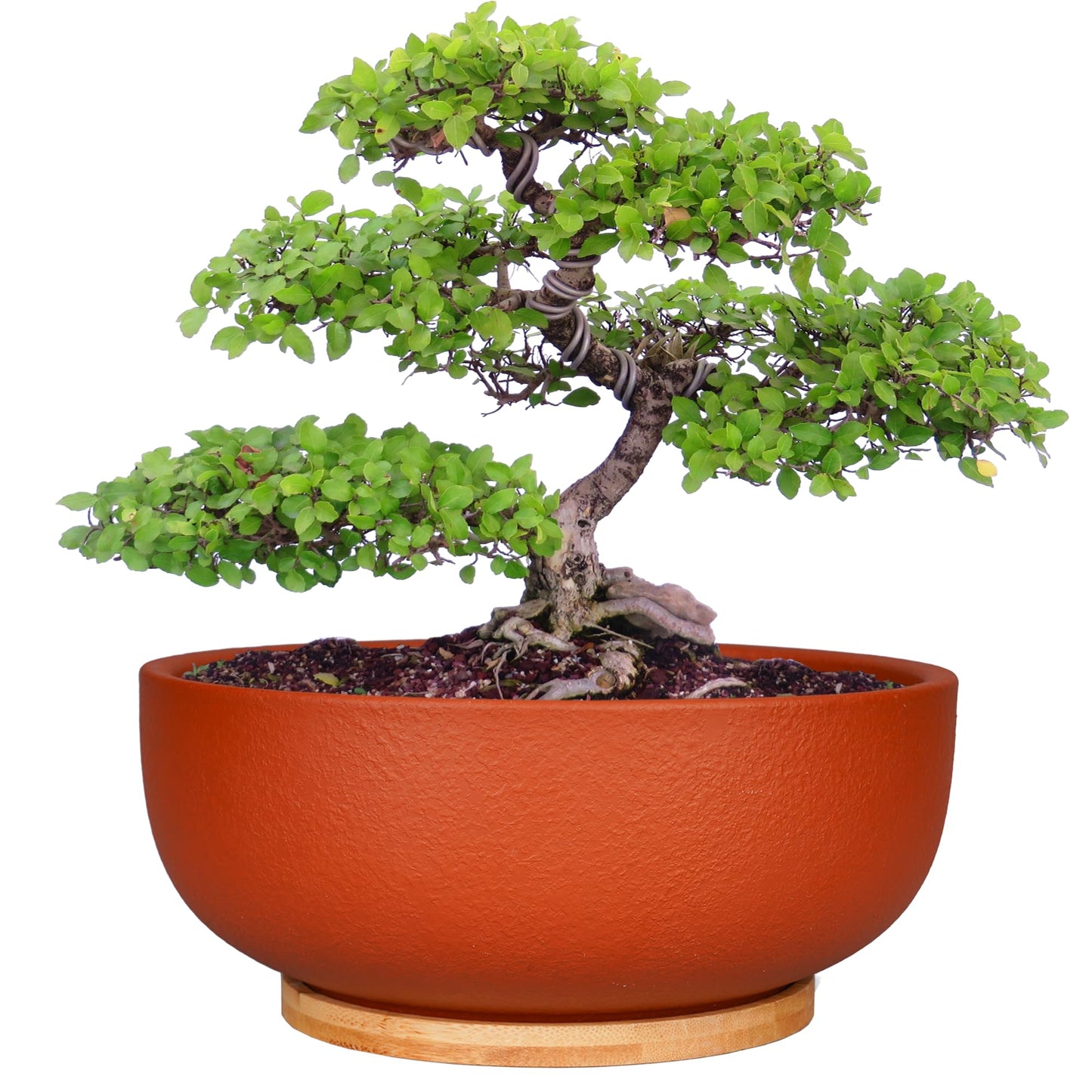 SQOWL 10 Inch Large Terracotta Planter Pot,Clay Succulent Bonsai Planter with Drainage Hole and Bamboo Saucer for Indoor Plants