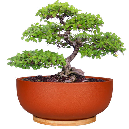 SQOWL 10 Inch Large Terracotta Planter Pot,Clay Succulent Bonsai Planter with Drainage Hole and Bamboo Saucer for Indoor Plants