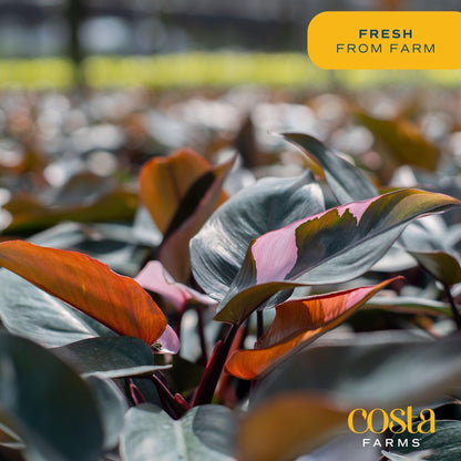 Costa Farms Pink Princess Philodendron, Live Indoor Plant, Rare Unique Houseplant Potted in Indoors Garden Plant Pot, Living Room Home Decor, Trending Tropicals Collection, 1 Foot Tall