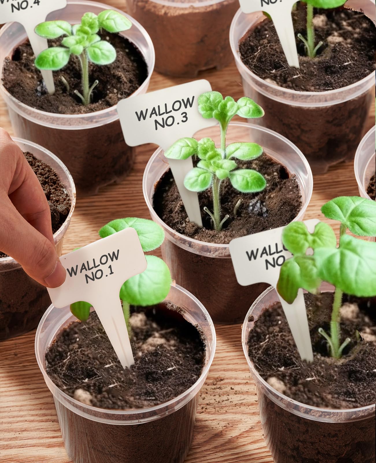 homenote Nursery Pots 30 Pack,3/4/5 Inch Plant Pot for Planting, Clear Nursery Pots for Plant,Plastic Seedling with Drainage Holes Seed Starter Flower High Transparency 20 Labels Excellent Hardness