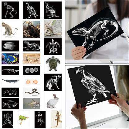 Saypacck 13 Pcs Animal X-Ray Set with 13 Pcs Animals Flash Cards Educational Science Kits