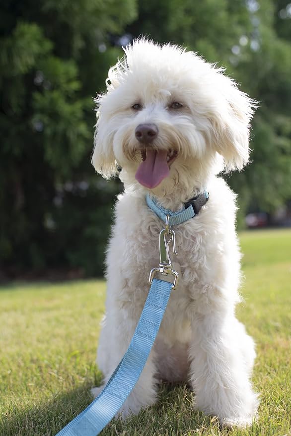 Country Brook Petz - Everyday Nylon Dog Collar and Leash - 10+ Cool Colors (3/8 Inch, 3XS, Ocean Blue)