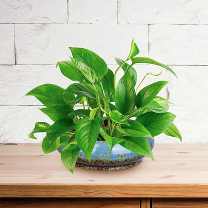 NUOBESTY Ceramic Hydroponic Plant Pot Indoor Succulent Planter for Water Lily and Narcissus Flower 7.3 Inch Decorative Bowl for Garden Balcony Table