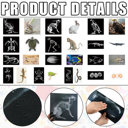 Saypacck 13 Pcs Animal X-Ray Set with 13 Pcs Animals Flash Cards Educational Science Kits