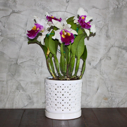DESQUIGGLE White Ceramic Orchid Planter, 6 Inches Wide, Large Orchid Pots with Holes for Indoors Or Outdoors with Swirl Cut Out Pattern, Orchid Gifts
