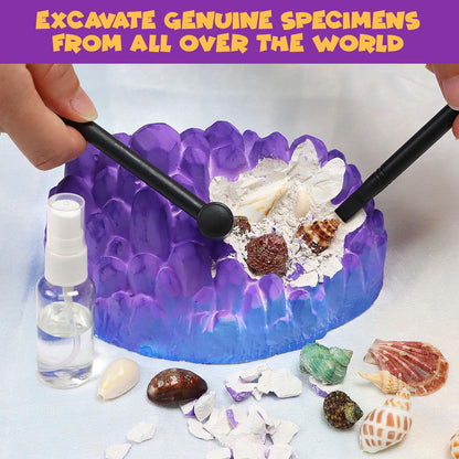 PIBEX Ocean Fossil Dig Kit, Dig up 20+ Real Shells & Seasnails, STEM Educational Activity Set Sea Creatures Excavation Toy for Kids, Marine Biology Geology Science Kit, Gift for Boys and Girls Age 6+