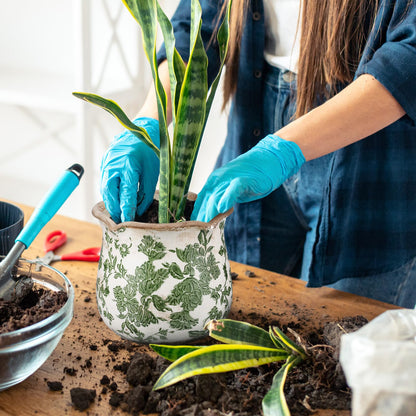 Newtay 6 Inch Ceramic Planter Green Scroll Planter Decorative Plant Pots with Crackle Glaze for Home Garden Kitchen