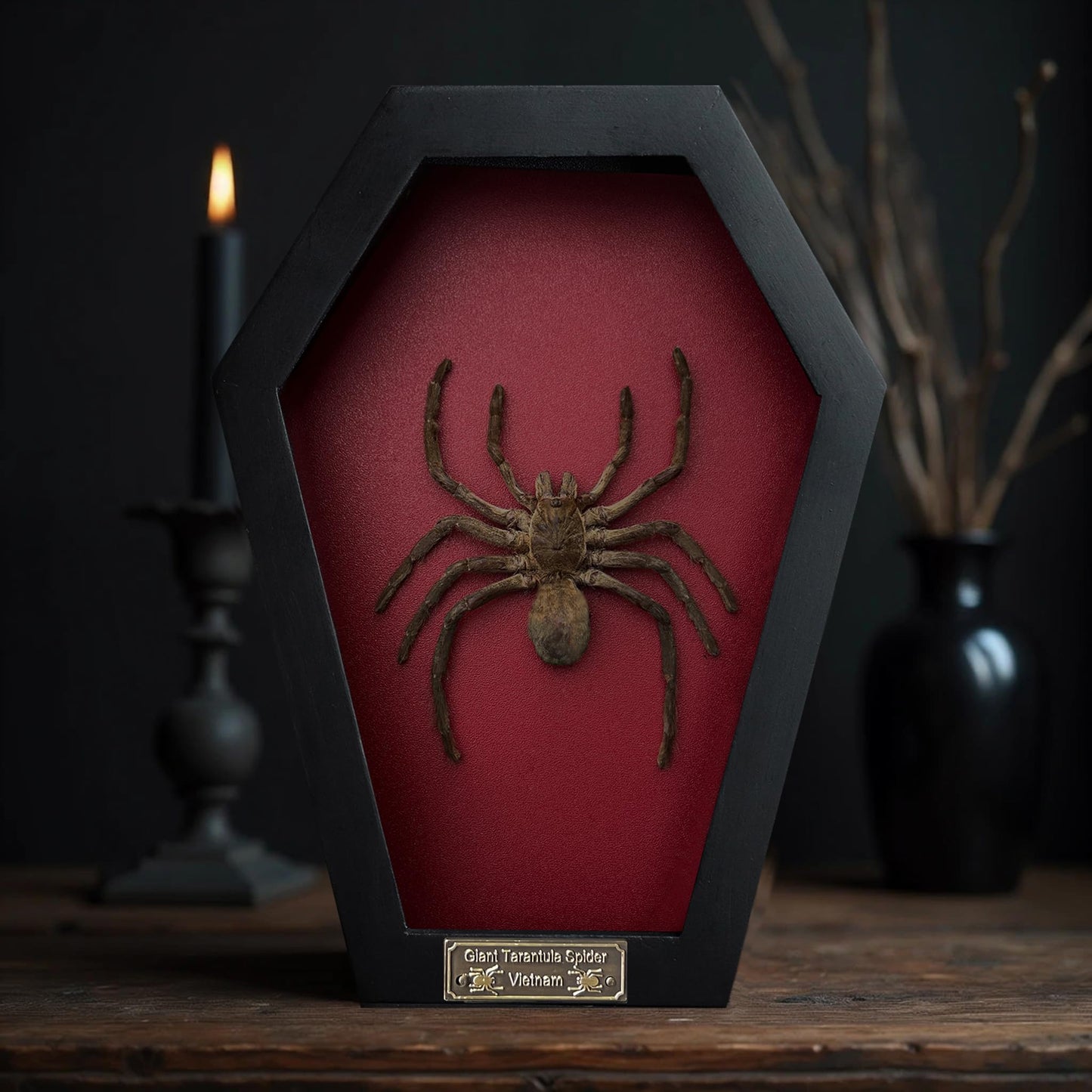 Real Spider Tarantula Gothic Witchy Spooky Beetle Bug Entomology Shadow Box Insect Oddity Curiosities Taxidermy Wall Art Home Decor Living Gallery CF18-56-DO