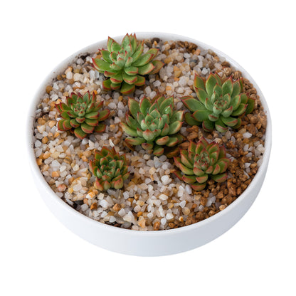 SJBAG Cute Circular Ceramic Home Garden Decoration Succulent Cactus Flower Pots Container with Tray -Plant Not Included (6 Inch White)