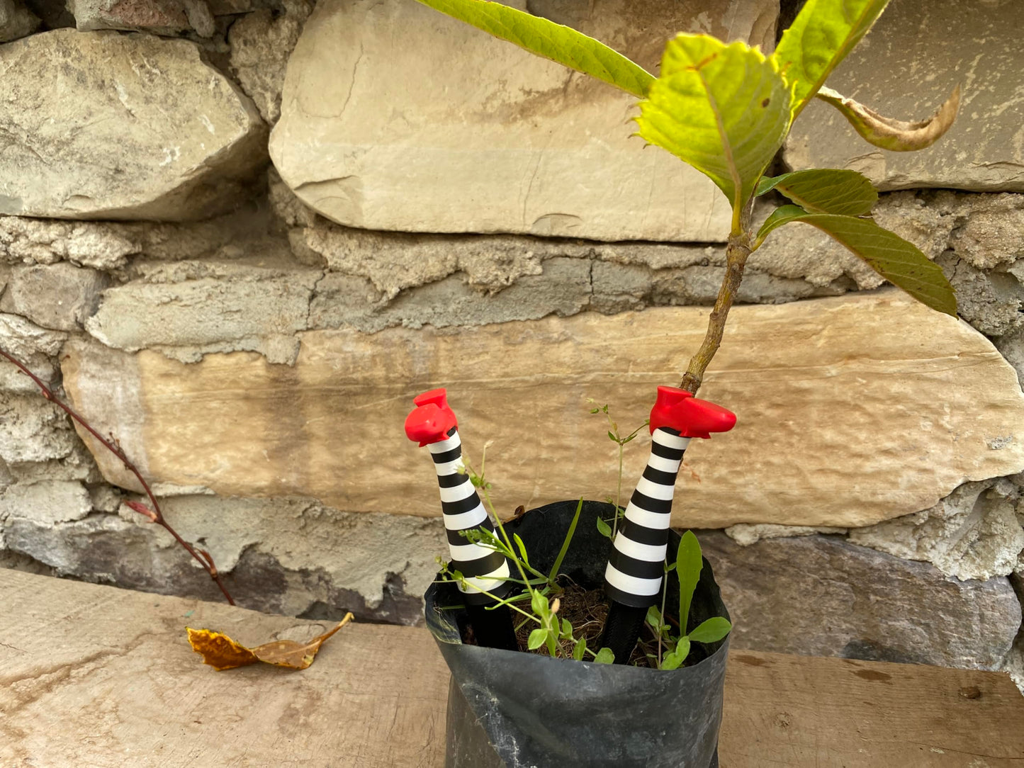 Wicked Witch Legs Mini Plant Pot Decor – Fun Halloween Planter, Spooky Home Decor, Unique Planter for Indoor & Outdoor Plants