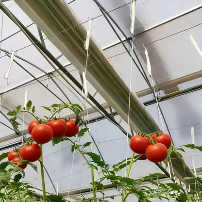 60pcs Tomato Hooks with String, Tomatoes Holder Hooks with 32.8ft Twine & Plant Support Clips, Vegetable Support J-Hook Clips Climbing Vine Crop Trellis Hooks for Vegetable Plant Fruit Flower (White)