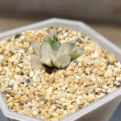 5 lb Coarse Sand Stone - Succulents and Cactus Bonsai DIY Projects Rocks, Decorative Gravel for Plants and Vases Fillers，Terrarium, Fairy Gardening, Natural Stone Top Dressing for Potted Plants.