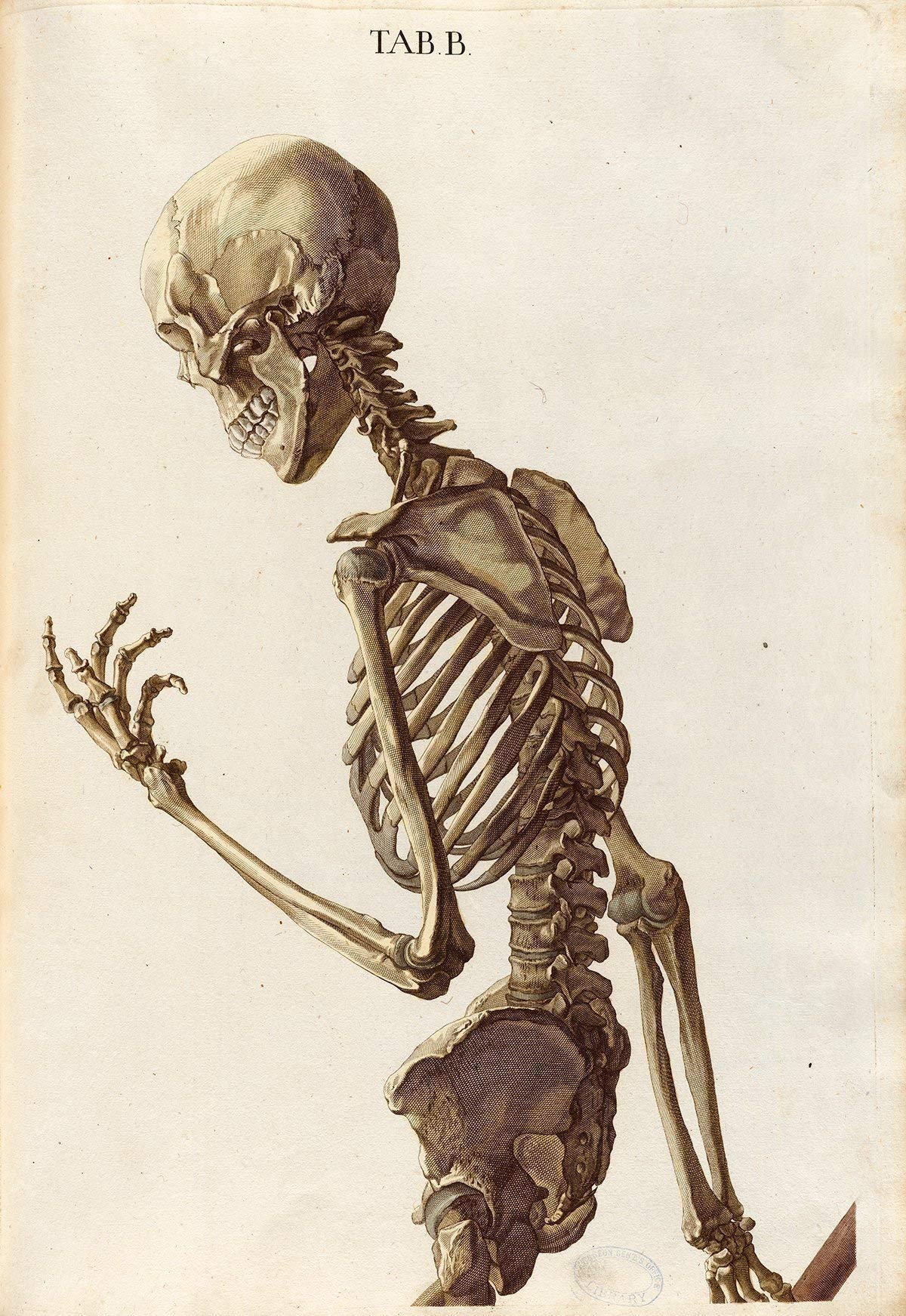 Two Skeletons - Antique Science Lab Wall Prints, Classic Medical Orthopedic and Nursing Student Accessories, Horror Theme Halloween Party Decor and Gift, Set of 4 Photos 8x10 Unframed Art Print Poster