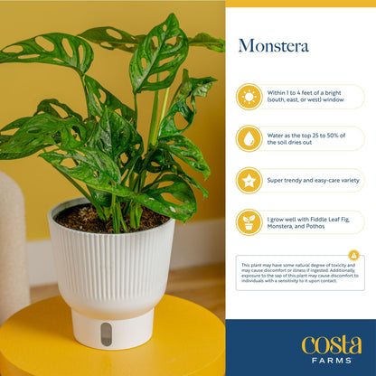 Costa Farms Little Monstera Plant, Easy to Grow Houseplant, Live Indoor Plant Potted in Cute Garden Plant Pot, Potting Soil, Housewarming Gift, Home, Office, and Tropical Room Decor, 12-Inches Tall