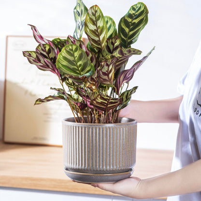 SURE YUESI Speckle Gray Ceramic Plant Pots Set of 3 (4.3”+5.5”+6.7”) Indoor Striped Planters with Drainage Hole, Saucer Pad, Decorative Pots for Plants & Gardening