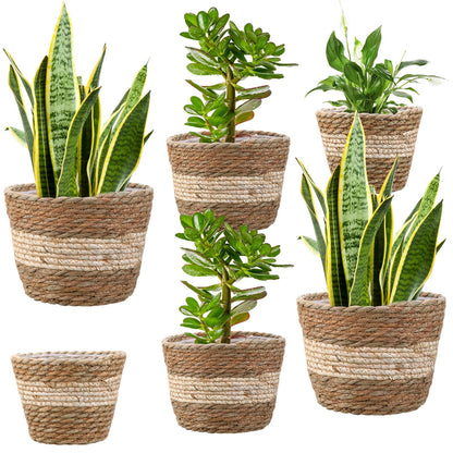 Mumufy 6 Pcs Seagrass Planter Basket Flower Pots Cover Plant Baskets Hand Woven Plant Basket Storage Containers with Plastic Liners for Indoor Outdoor Flower Pots Decoration 10, 7, 8.3 Inch(Novel)